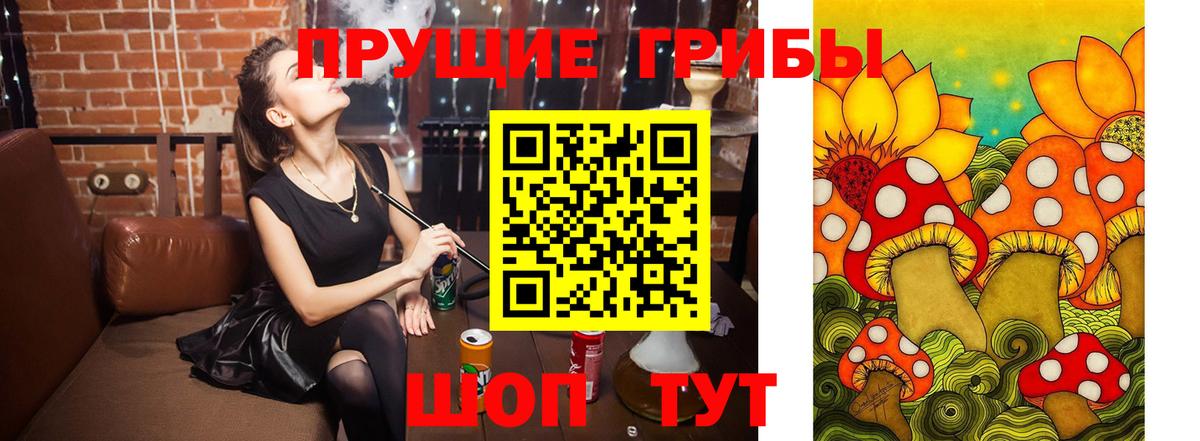 Псилоцибиновые грибы Psilocybe Новошахтинск
